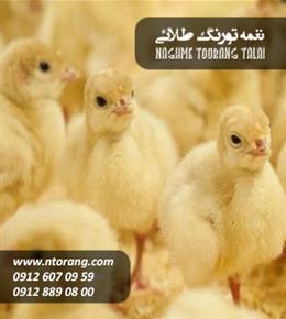 جوجه بوقلمون هیبرید یک روزه